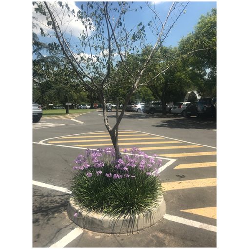 Car Park Tree Ring